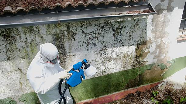 Mold Removal service in Port Monmouth